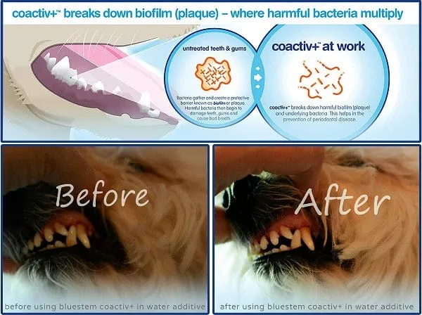 Bluestem Oral Care Chicken Flavor Toothpaste for Dogs and Cats