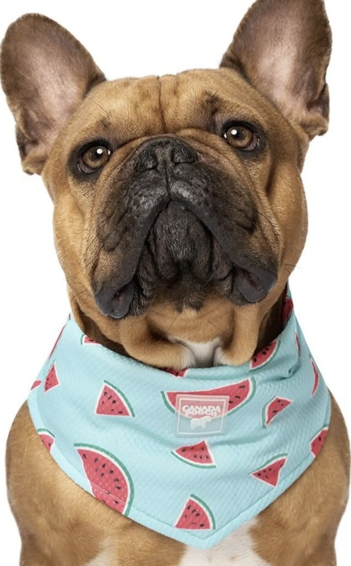 Canada Pooch Cooling Bandana Watermelon
