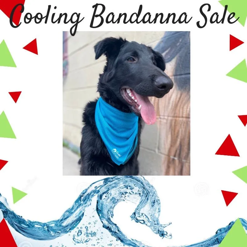 Coolaid CoolAid Canine Bandana SALE