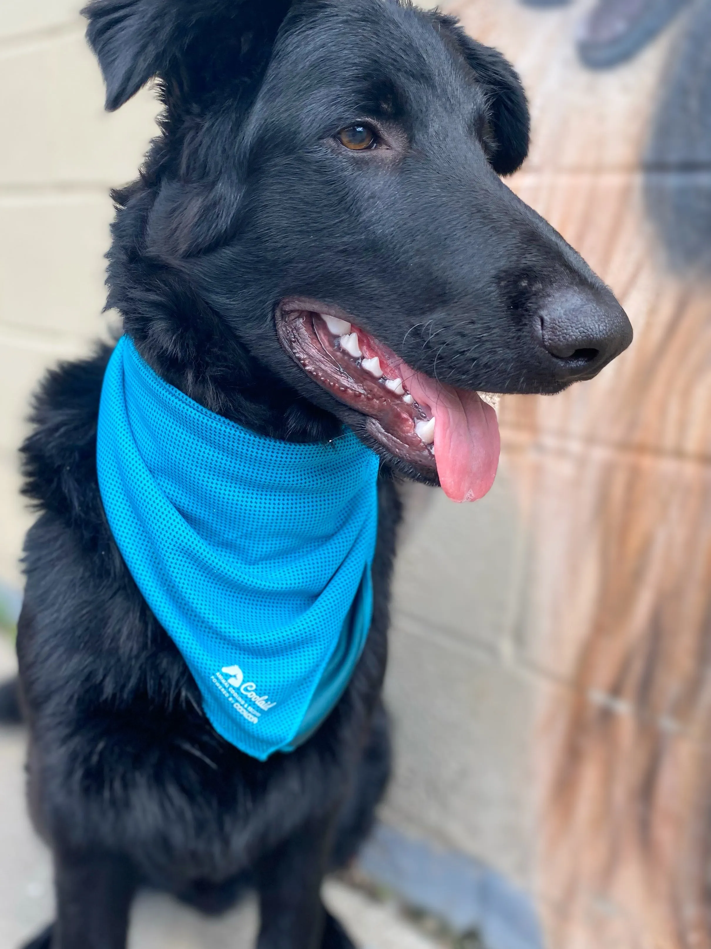 Coolaid CoolAid Canine Bandana SALE