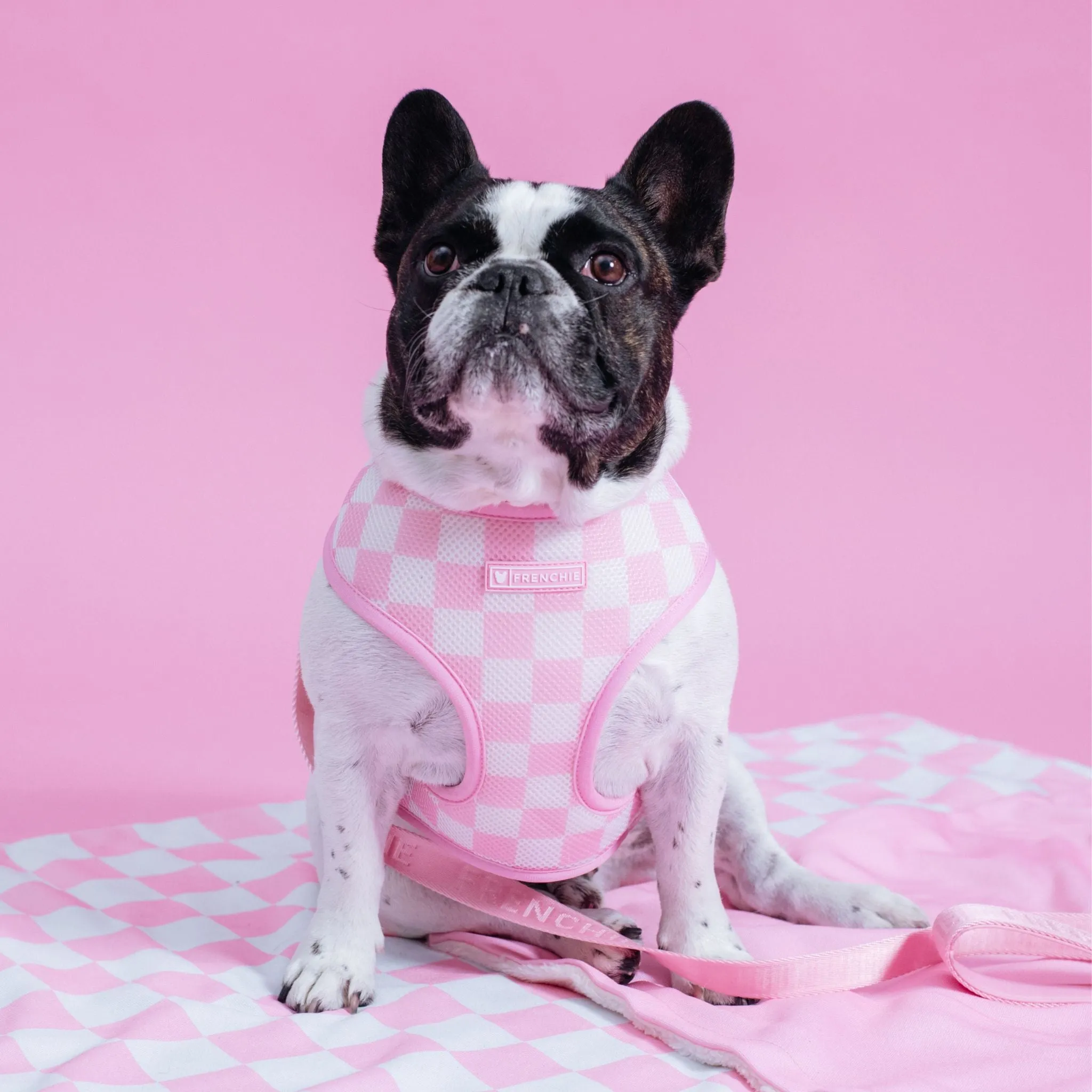 Frenchie Blanket - Pink Checkered