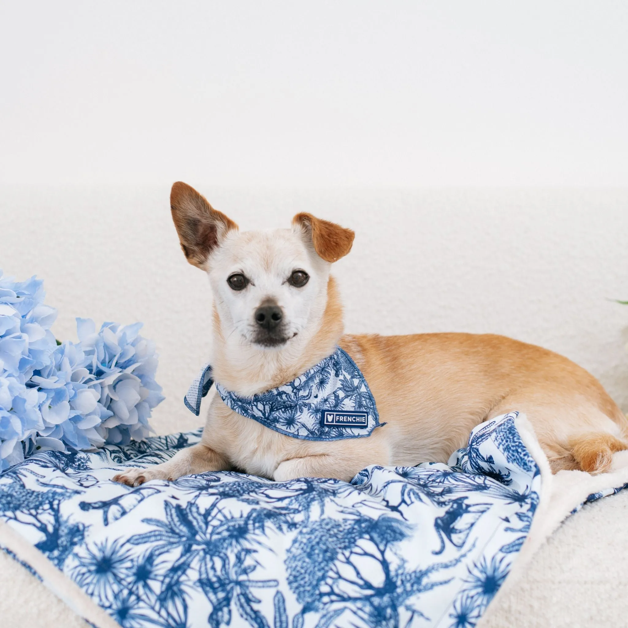 Frenchie Blanket - Toile- Blue