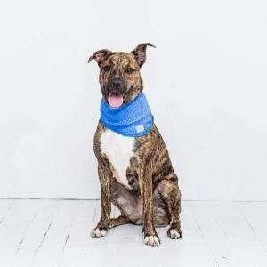 Go Fresh Pet Ice Band Blue