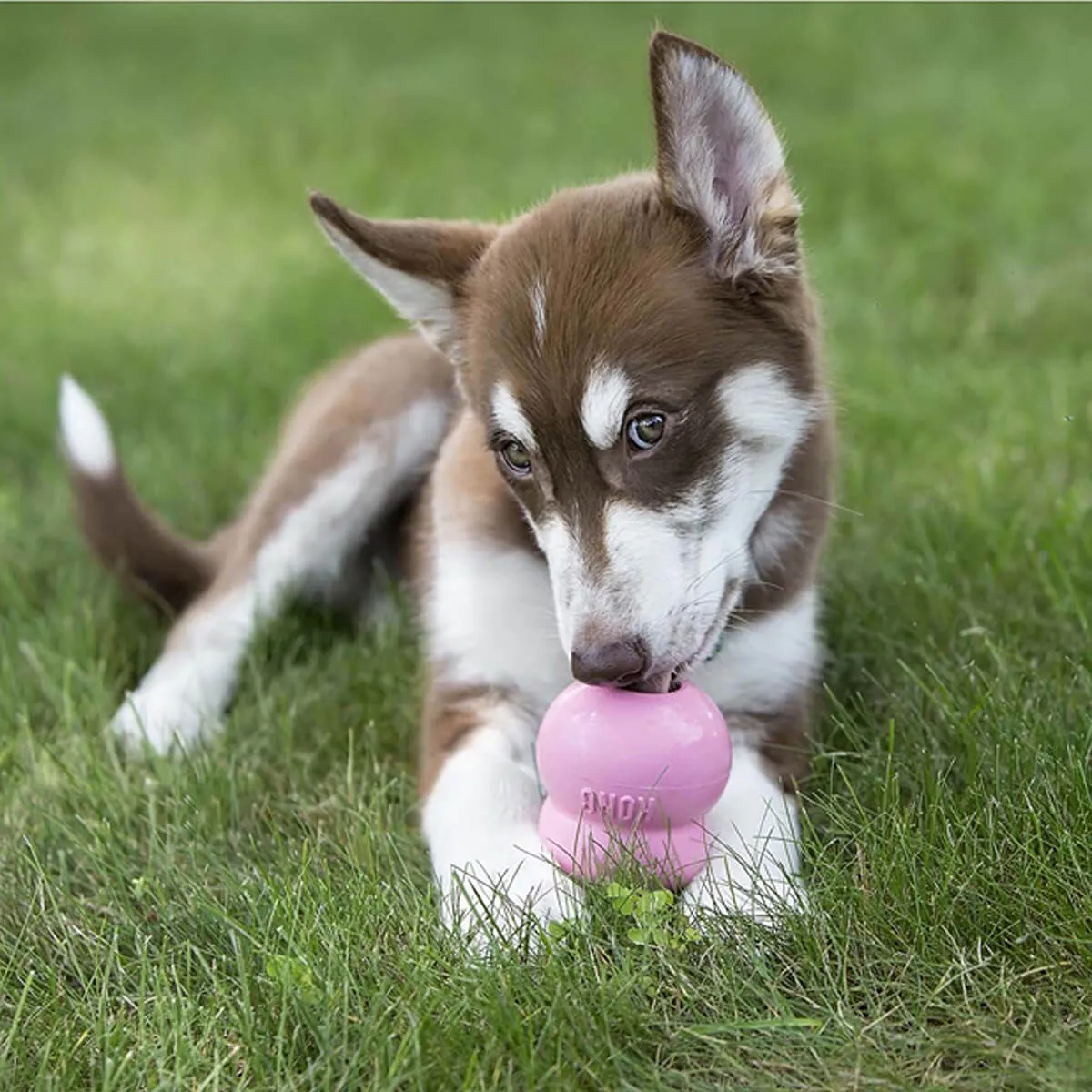 Kong Puppy Easy Dog Treat