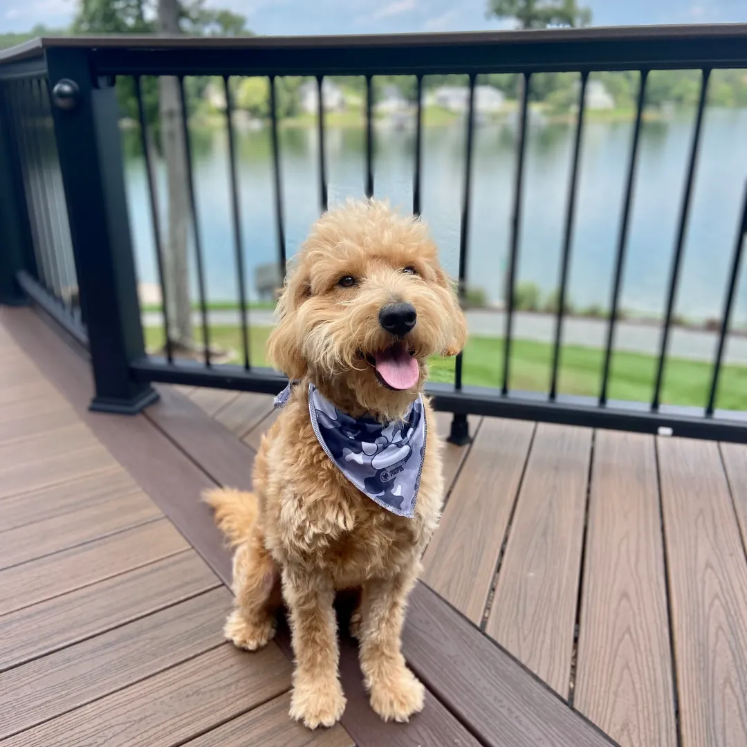 Triangle Cooling Bandana: Paw Print Camo